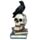 Corvo em pé sobre o crânio e ornamento de livros