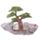 Base Mundial das Fadas Florais