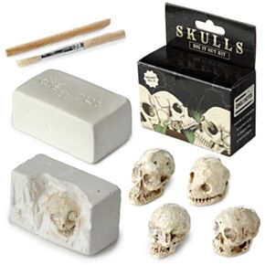 Caveira humana Dig-A-Saurs kit de escavação